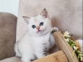 SCRli British Shorthair Babanın Dişi Bebekleri