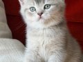 SCRli British Shorthair Babanın Dişi Bebekleri