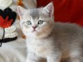 SCRli British Shorthair Babanın Dişi Bebekleri