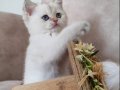 SCRli British Shorthair Babanın Dişi Bebekleri