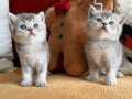 Safkan SCR li Babadan British shorthair Blue Golden