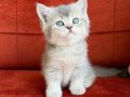 British shorthair son prenses Maya