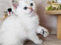 SCRli British Shorthair Babanın Dişi Bebekleri