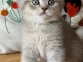 SCRli British Shorthair Babanın Dişi Bebekleri