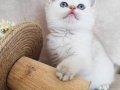 SCRli British Shorthair Babanın Dişi Bebekleri