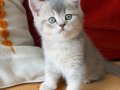SCRli British Shorthair Babanın Dişi Bebekleri