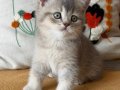 SCRli British Shorthair Babanın Dişi Bebekleri