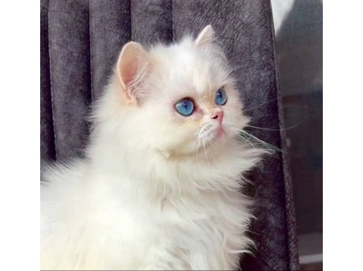 Bembeyaz Boncuk British Longhair