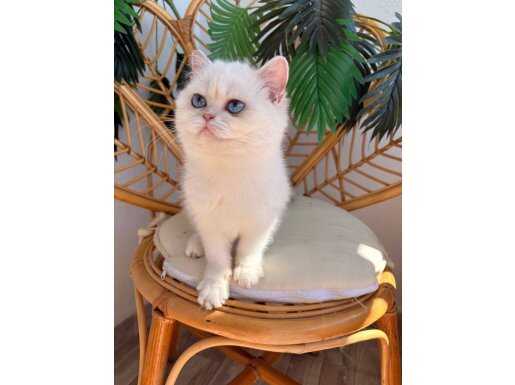 Prenses Lady British Shorthair