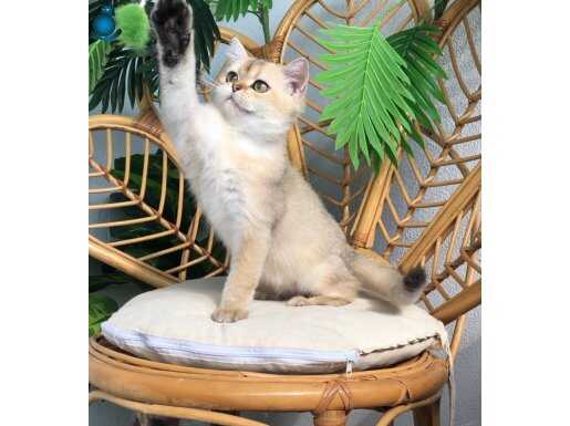 Gıovanni yeni ailesini bekliyor