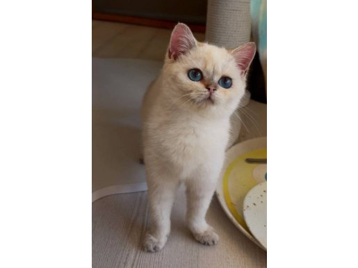 Boncuk Gözlü Prens