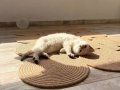 2 kız 1 erkek British Shorthair