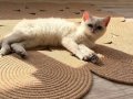 2 kız 1 erkek British Shorthair