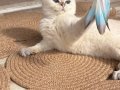 2 kız 1 erkek British Shorthair