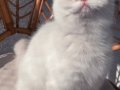 2 kız 1 erkek British Shorthair
