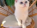 2 kız 1 erkek British Shorthair