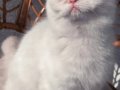 2 kız 1 erkek British Shorthair