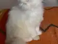 2 kız 1 erkek British Shorthair
