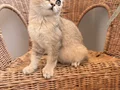 3,5 aylık safkan dişi