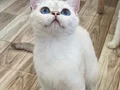 Büyüleyici mavi renk gözler 