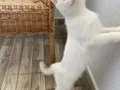 Efsane güzellikte golden 