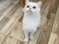 Efsane güzellikte golden 