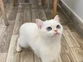 Efsane güzellikte golden 