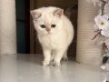 Mavi göz Kartopları