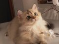 Koca gözlü safkan kızımız 