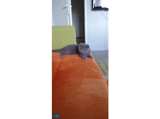 Süper kalite scottish fold 