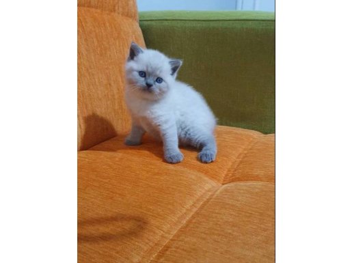 Süper kalite british shorthair yavrular 
