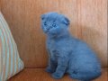 Süper kalite scottish fold 