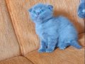 Süper kalite scottish fold 