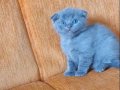 Süper kalite scottish fold 