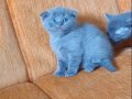 Süper kalite scottish fold 