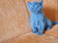 Süper kalite scottish fold 