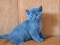 Süper kalite scottish fold 