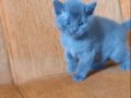 Süper kalite scottish fold 