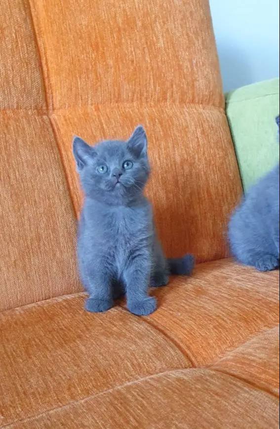 Süper kalite british shorthair yavrular 