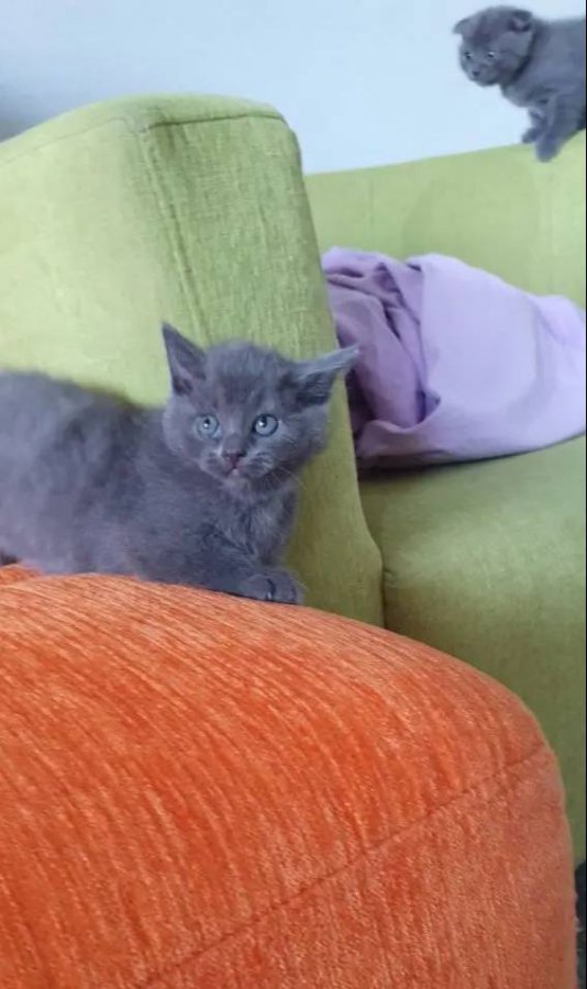 Süper kalite british shorthair yavrular 