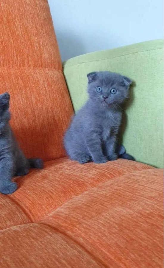 Süper kalite british shorthair yavrular 