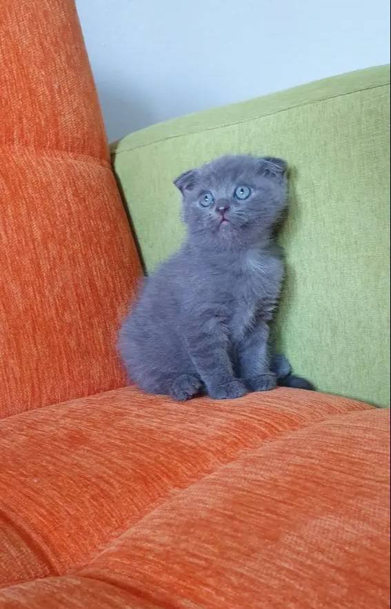 Süper kalite british shorthair yavrular 