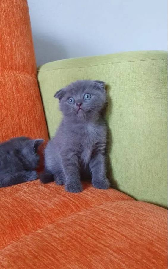 Süper kalite british shorthair yavrular 