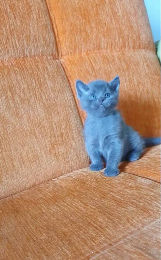 Süper kalite british shorthair yavrular 