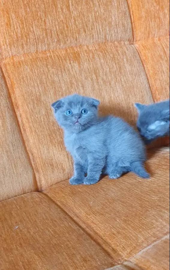 Süper kalite british shorthair yavrular 
