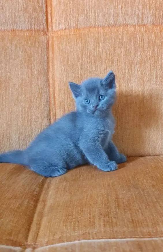 Süper kalite british shorthair yavrular 
