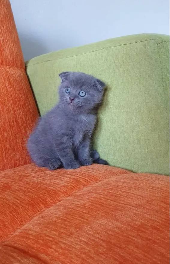 Süper kalite british shorthair yavrular 