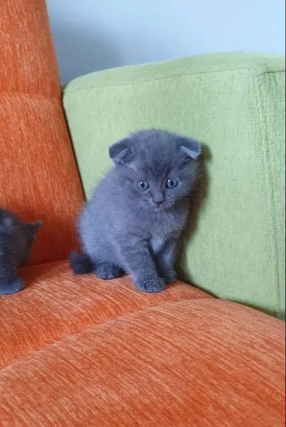 Süper kalite british shorthair yavrular 