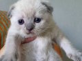 Super kalite scottish fold yavrular
