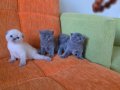Super kalite scottish fold yavrular